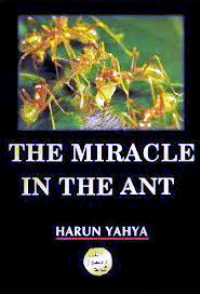 THE MIRACLE  IN THE ANT